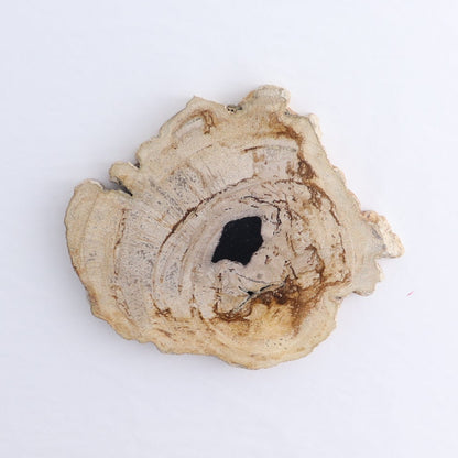 Petrified Wood Slices & Slabs Set of 4