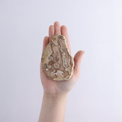 Petrified Wood Slices & Slabs Set of 5 - Expert Wholesale and Supplier of Wholesale Crystals & Bulk Gemstones, ["Freeforms","Indonesia","Petrified Wood","Slices and Slabs"]
