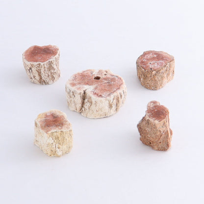 Petrified Wood Cut Bases Set of 30 - Expert Wholesale and Supplier of Wholesale Crystals & Bulk Gemstones, ["Cut Base","Petrified Wood"]