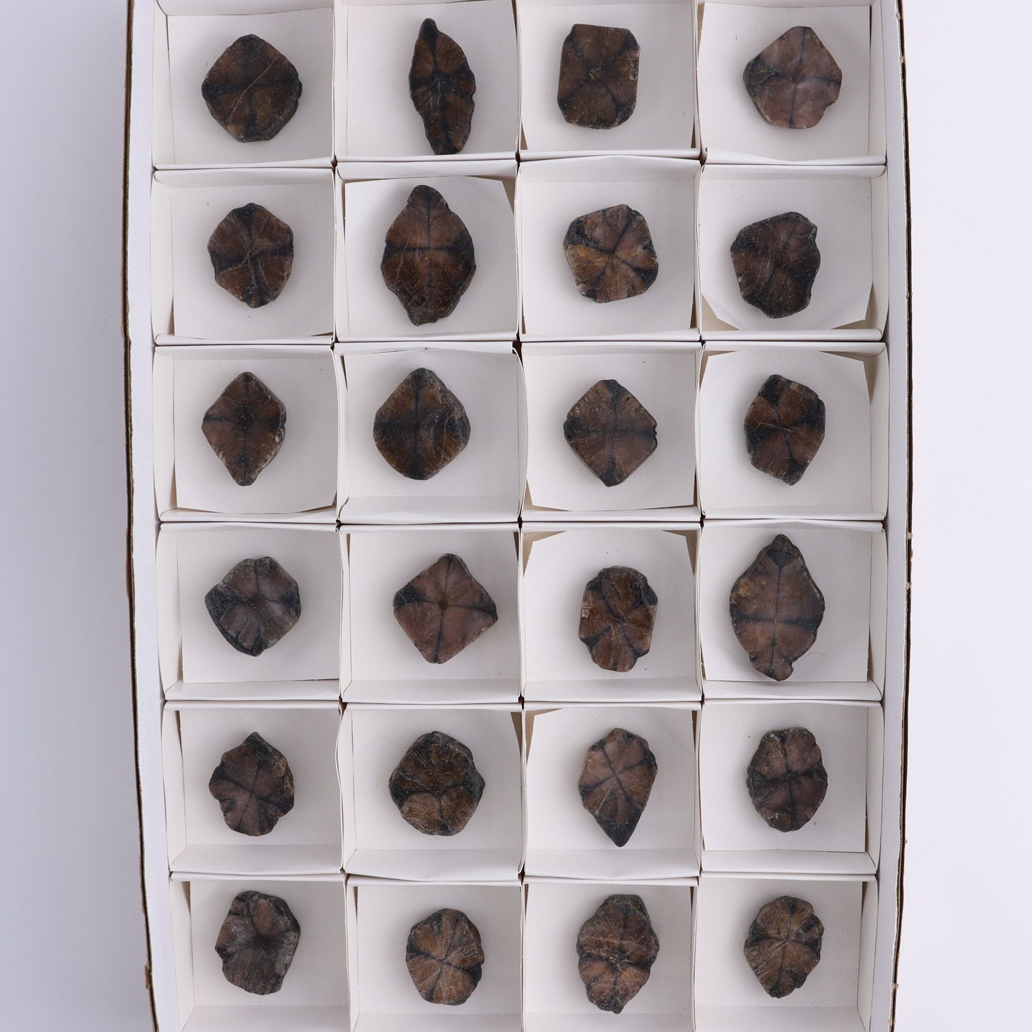 Chiastolite Flat of 24 - Expert Wholesale and Supplier of Wholesale Crystals & Bulk Gemstones, ["chiastolite","China","flat","Flats"]