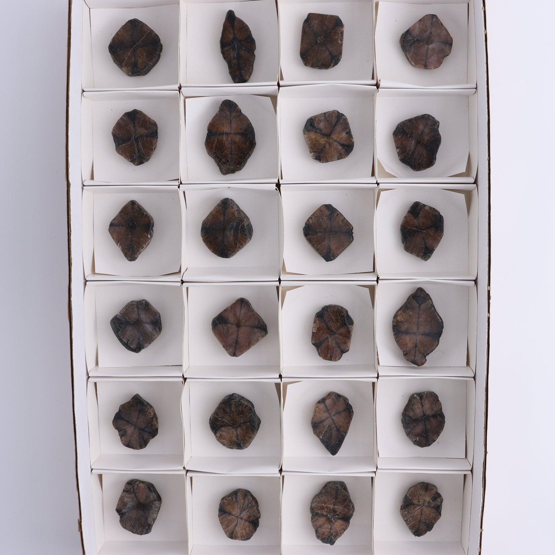 Chiastolite Flat of 24 - Expert Wholesale and Supplier of Wholesale Crystals & Bulk Gemstones, ["chiastolite","China","flat","Flats"]