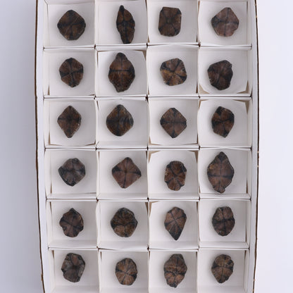 Chiastolite Flat of 24 - Expert Wholesale and Supplier of Wholesale Crystals & Bulk Gemstones, ["chiastolite","China","flat","Flats"]