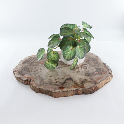 Petrified Wood Slab