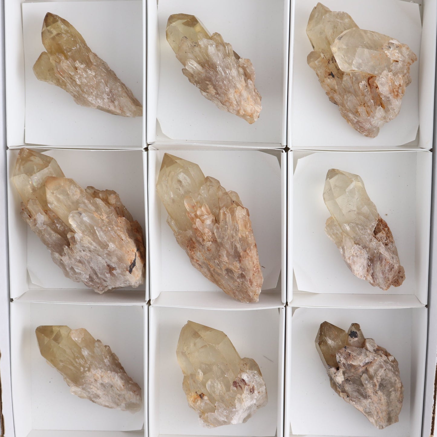 Congo Citrine Set of 12