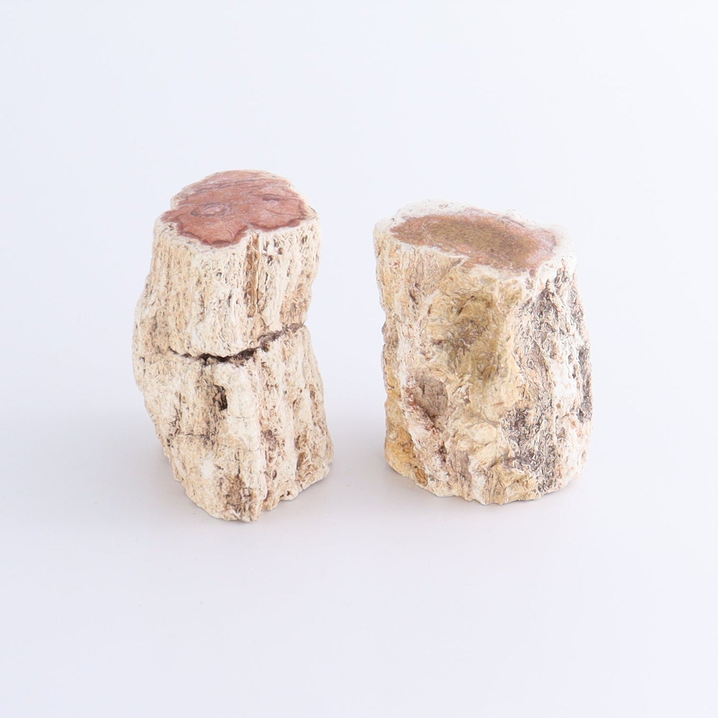 Petrified Wood Cut Bases Set of 8 - Expert Wholesale and Supplier of Wholesale Crystals & Bulk Gemstones, ["Cut Base","Petrified Wood"]
