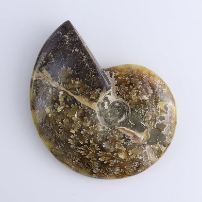 Ammonite Shells Set of 4
