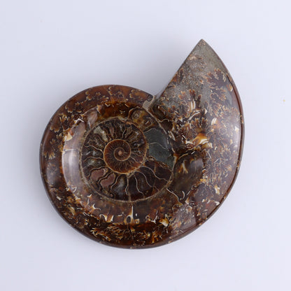 Ammonite Bowls Set of 4 - Expert Wholesale and Supplier of Wholesale Crystals & Bulk Gemstones, ["Ammonite","Bowls","Madagascar","shells"]