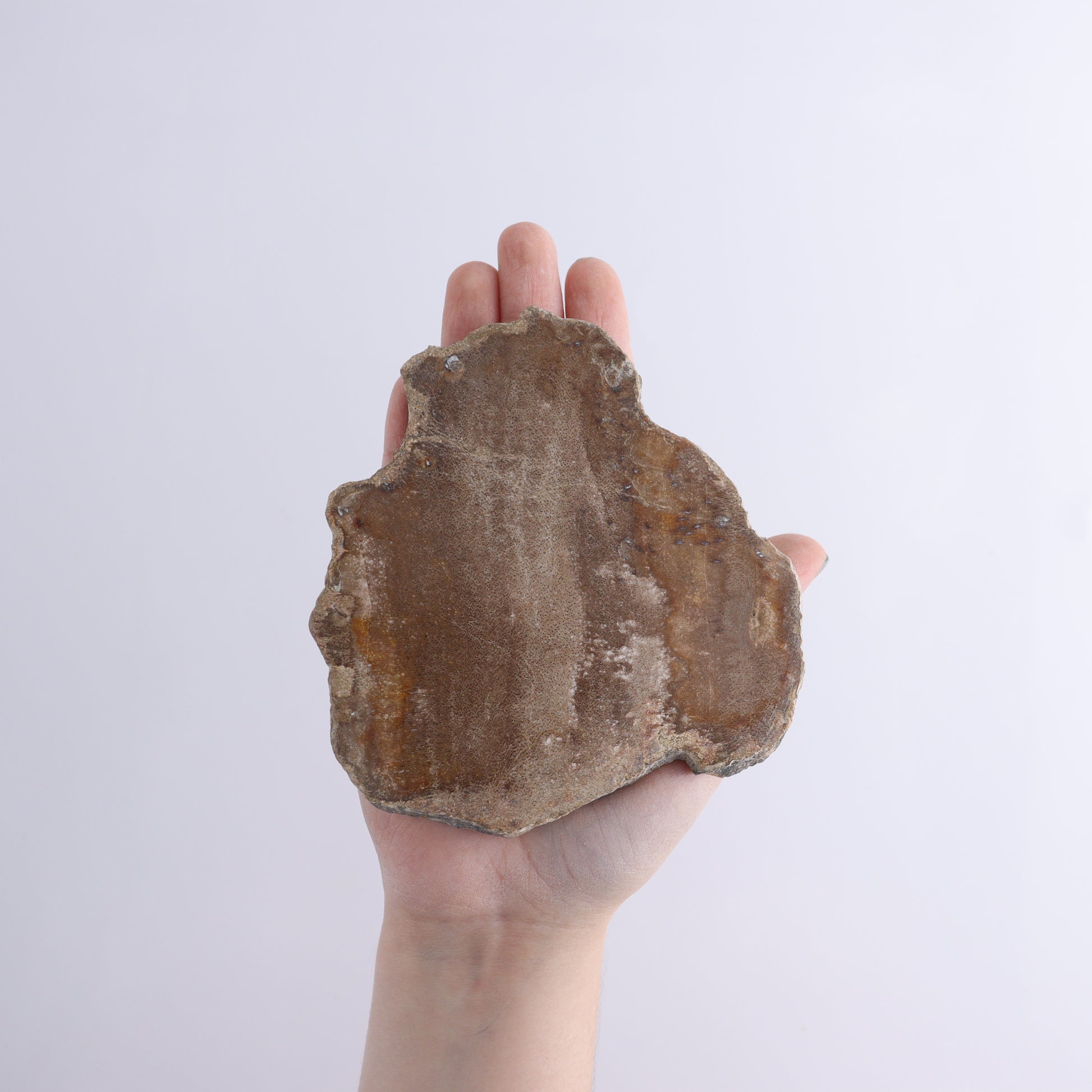 Petrified Wood Slices & Slabs Set of 5 - Expert Wholesale and Supplier of Wholesale Crystals & Bulk Gemstones, ["Freeforms","Indonesia","Petrified Wood","Slices and Slabs"]