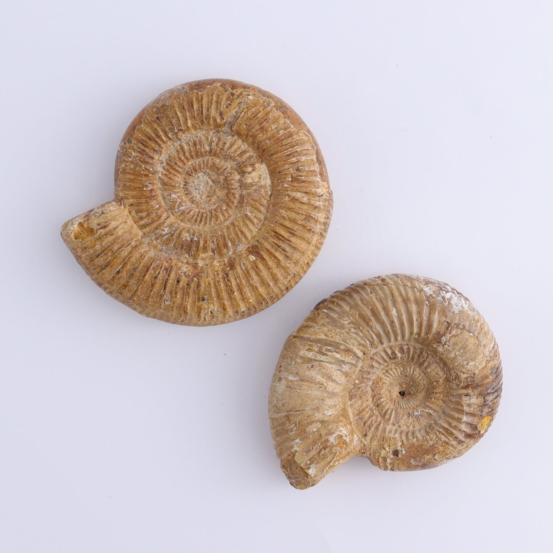 Fossilized Ammonite Set of 7 - Expert Wholesale and Supplier of Wholesale Crystals & Bulk Gemstones, ["Ammonite","Fossilized Ammonite","Madagascar"]
