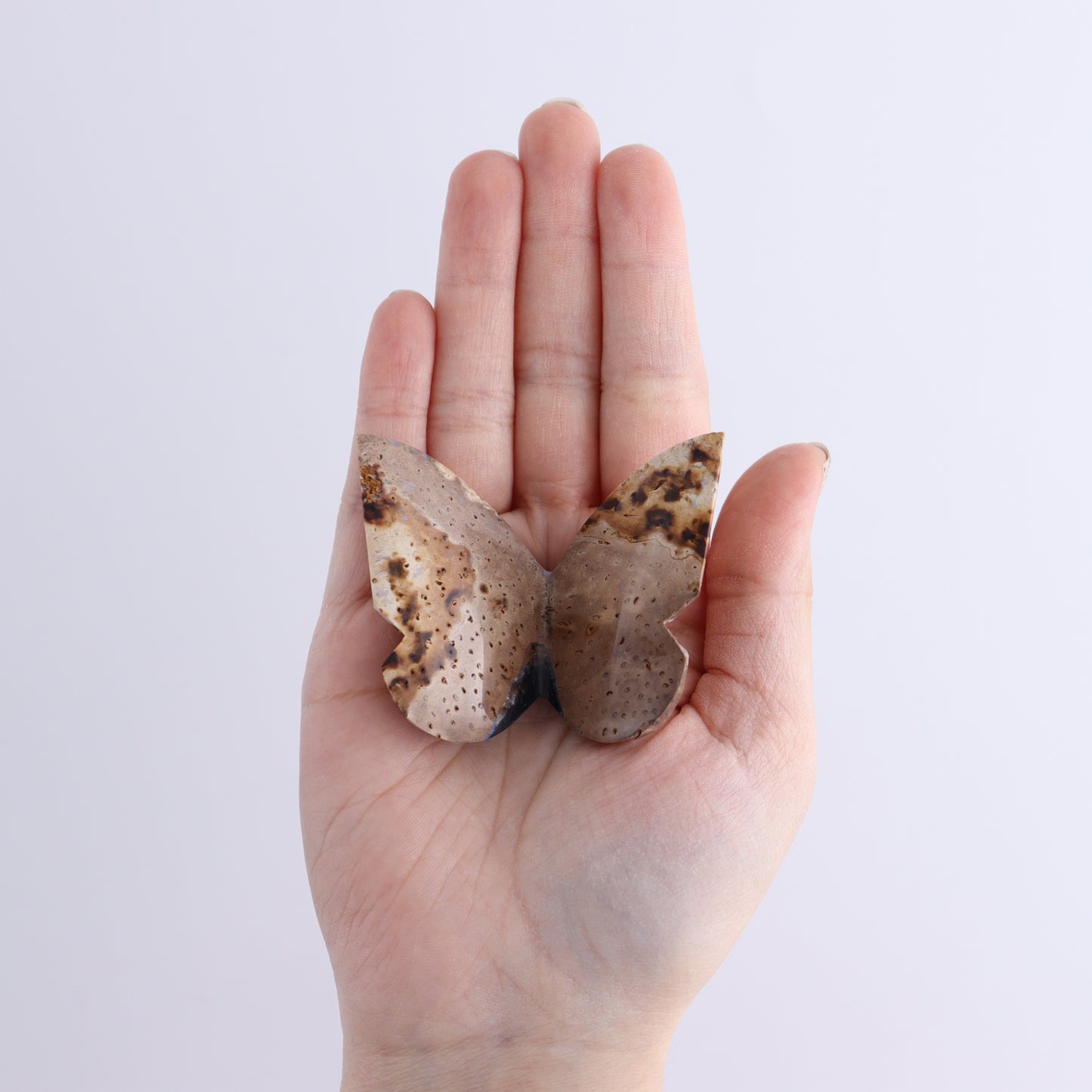 One Palm Root Agate Butterfly - Expert Wholesale and Supplier of Wholesale Crystals & Bulk Gemstones, ["Agate","Butterflies","Butterfly","Palm Root"]