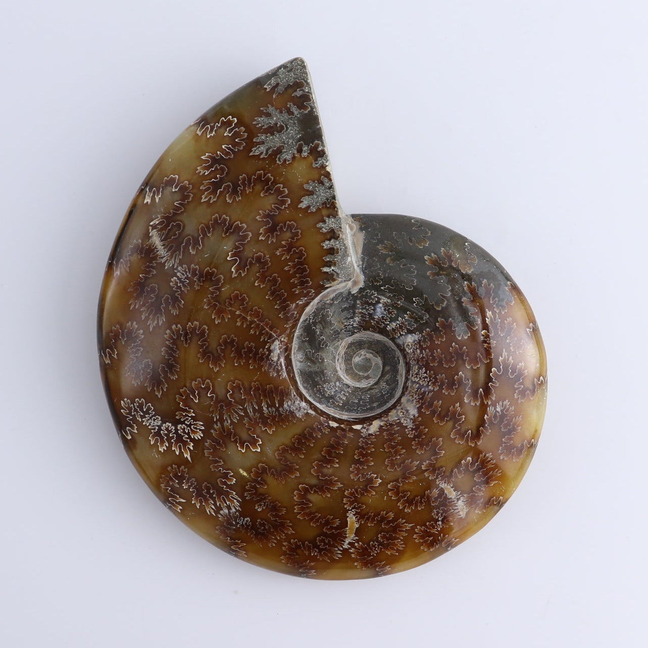 Ammonite Shells Set of 4