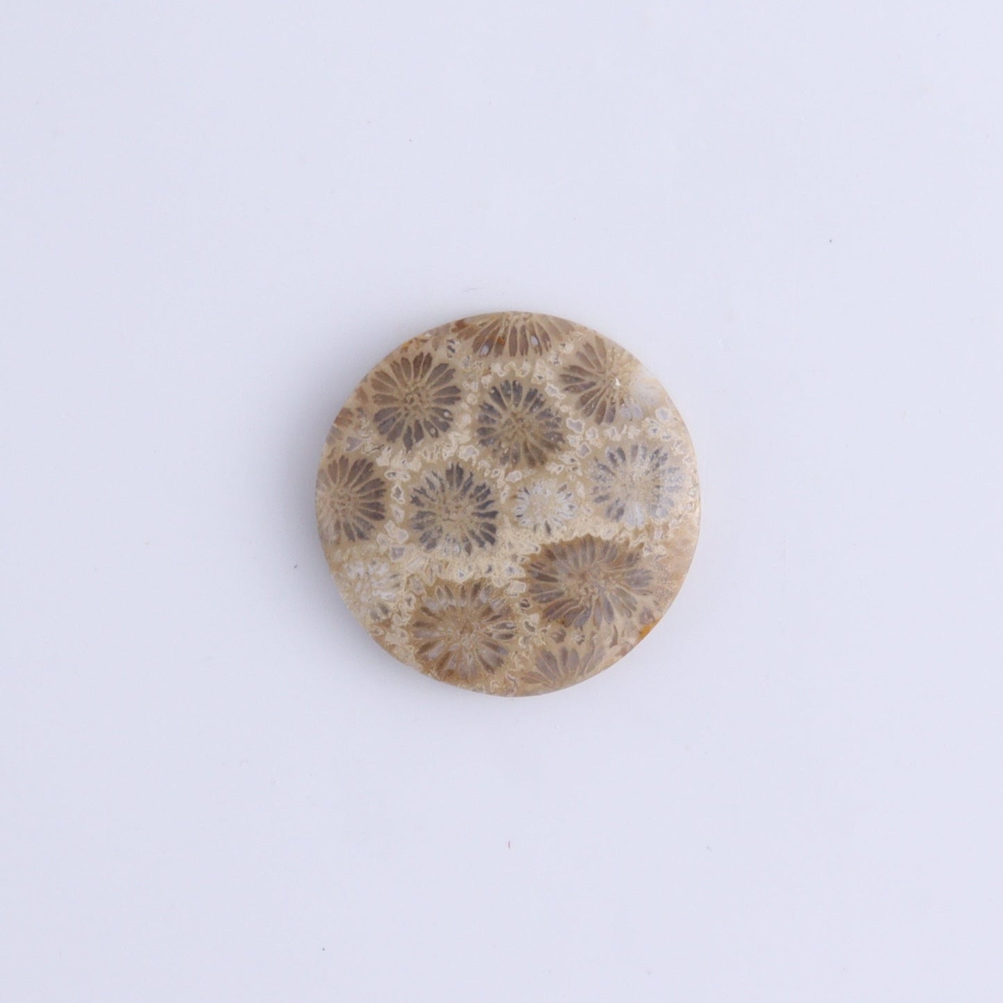 One Fossil Coral Round Cab - Expert Wholesale and Supplier of Wholesale Crystals & Bulk Gemstones, ["Cabs","fossil coral","Round"]
