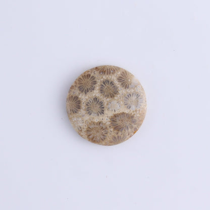 One Fossil Coral Round Cab - Expert Wholesale and Supplier of Wholesale Crystals & Bulk Gemstones, ["Cabs","fossil coral","Round"]