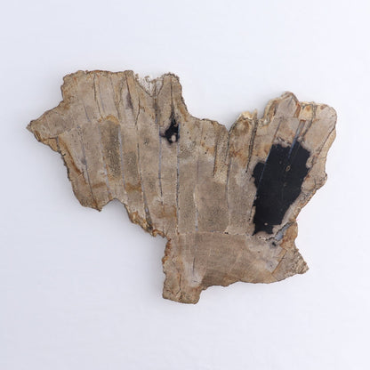 Petrified Wood Slices & Slabs Set of 4