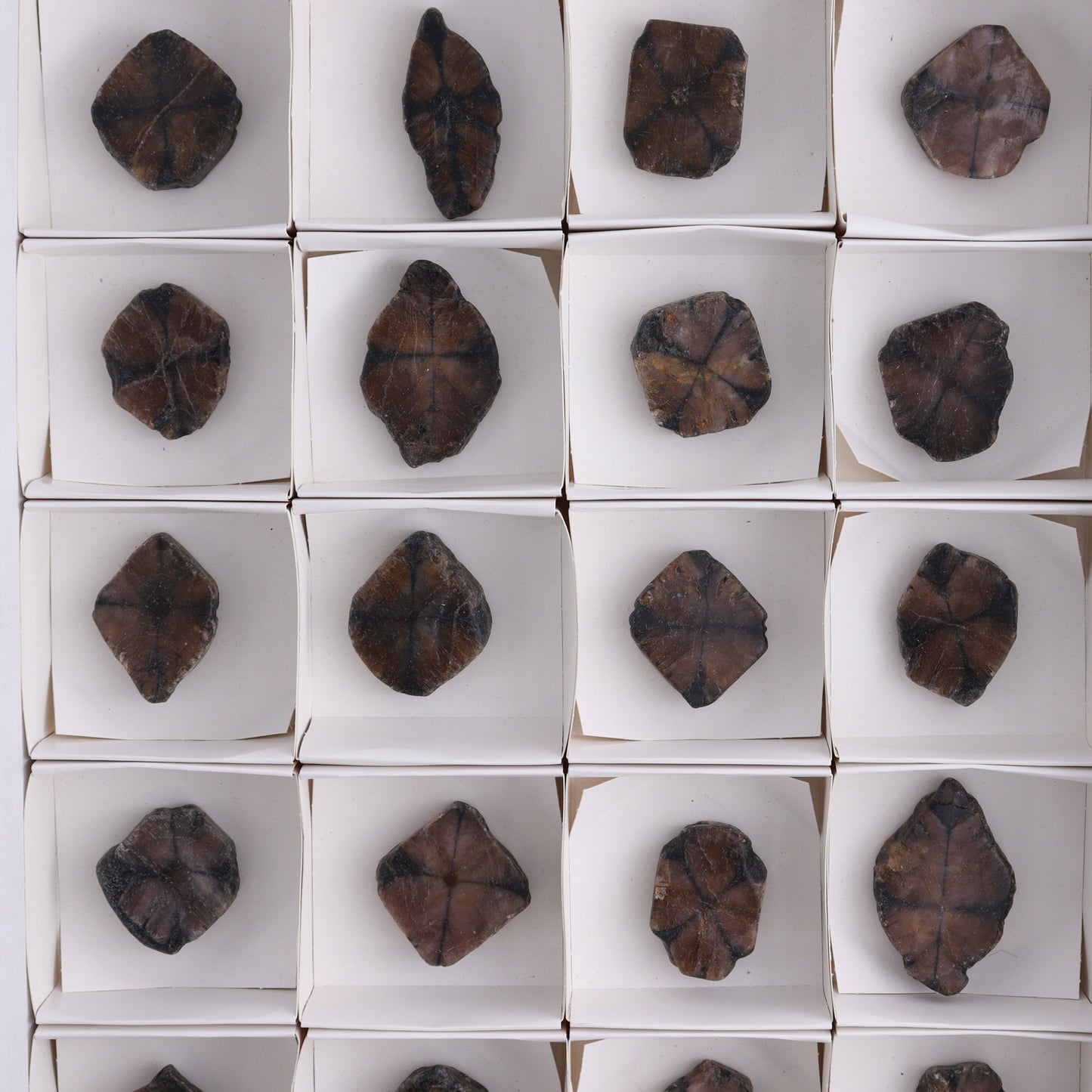 Chiastolite Flat of 24 - Expert Wholesale and Supplier of Wholesale Crystals & Bulk Gemstones, ["chiastolite","China","flat","Flats"]