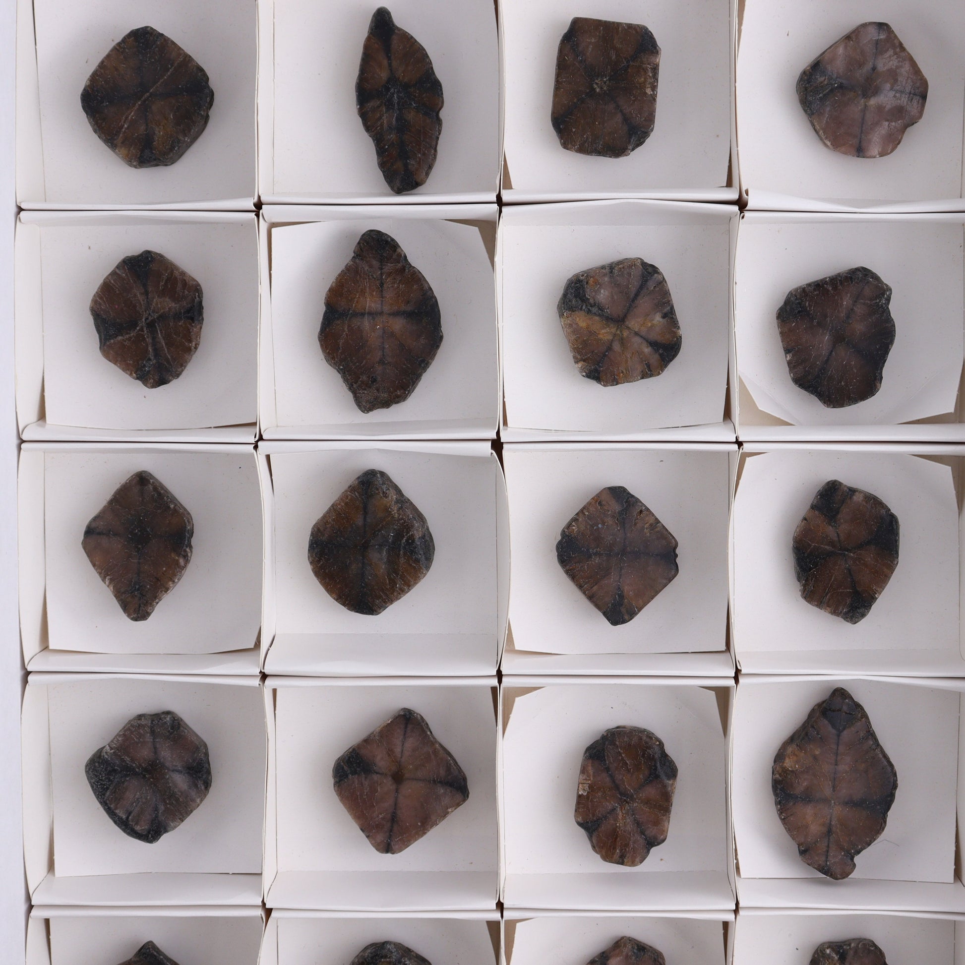 Chiastolite Flat of 24 - Expert Wholesale and Supplier of Wholesale Crystals & Bulk Gemstones, ["chiastolite","China","flat","Flats"]