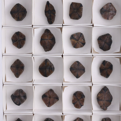 Chiastolite Flat of 24 - Expert Wholesale and Supplier of Wholesale Crystals & Bulk Gemstones, ["chiastolite","China","flat","Flats"]