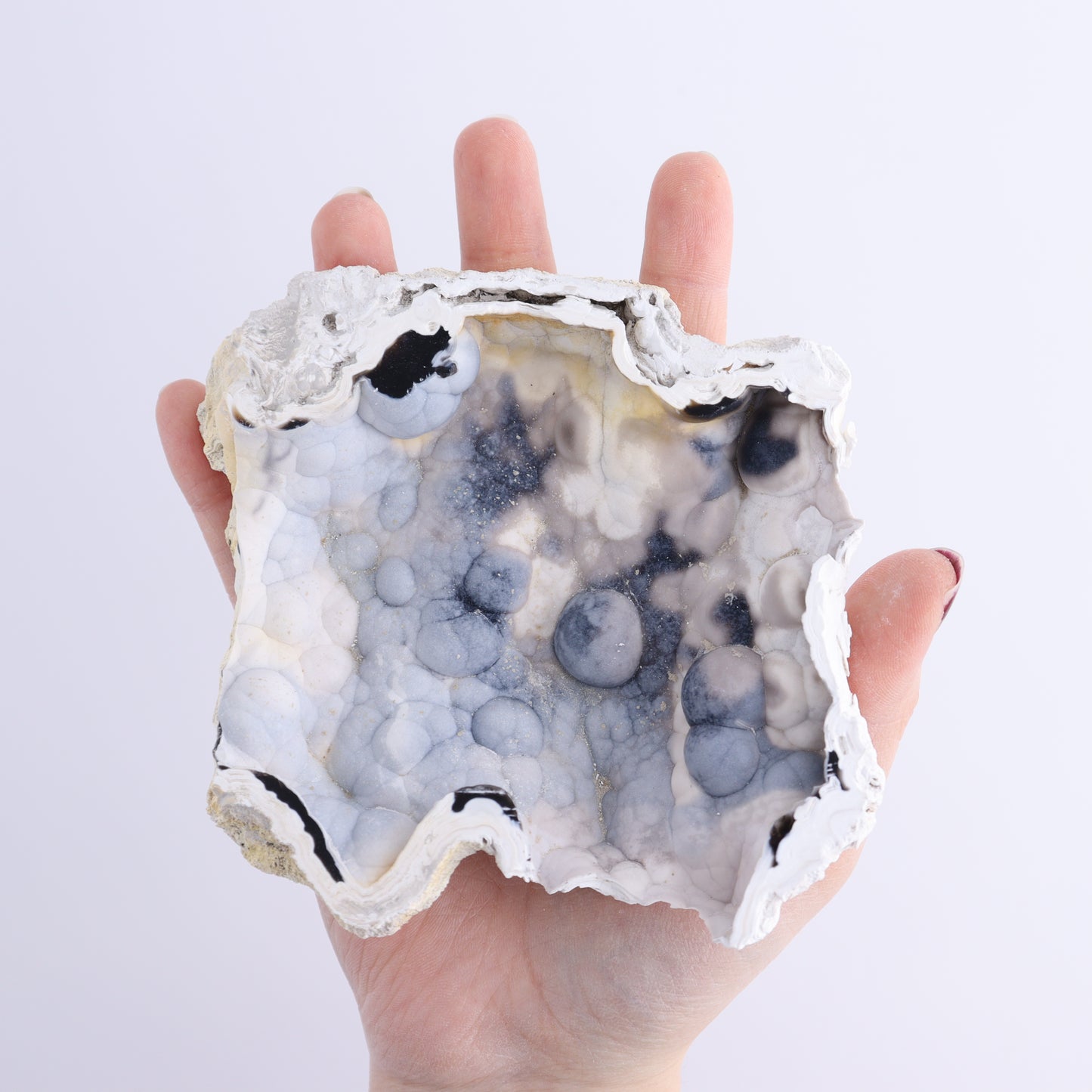 Agatized Coral Flat - Expert Wholesale and Supplier of Wholesale Crystals & Bulk Gemstones, ["Agate","Agatized Coral","Coral","United States"]