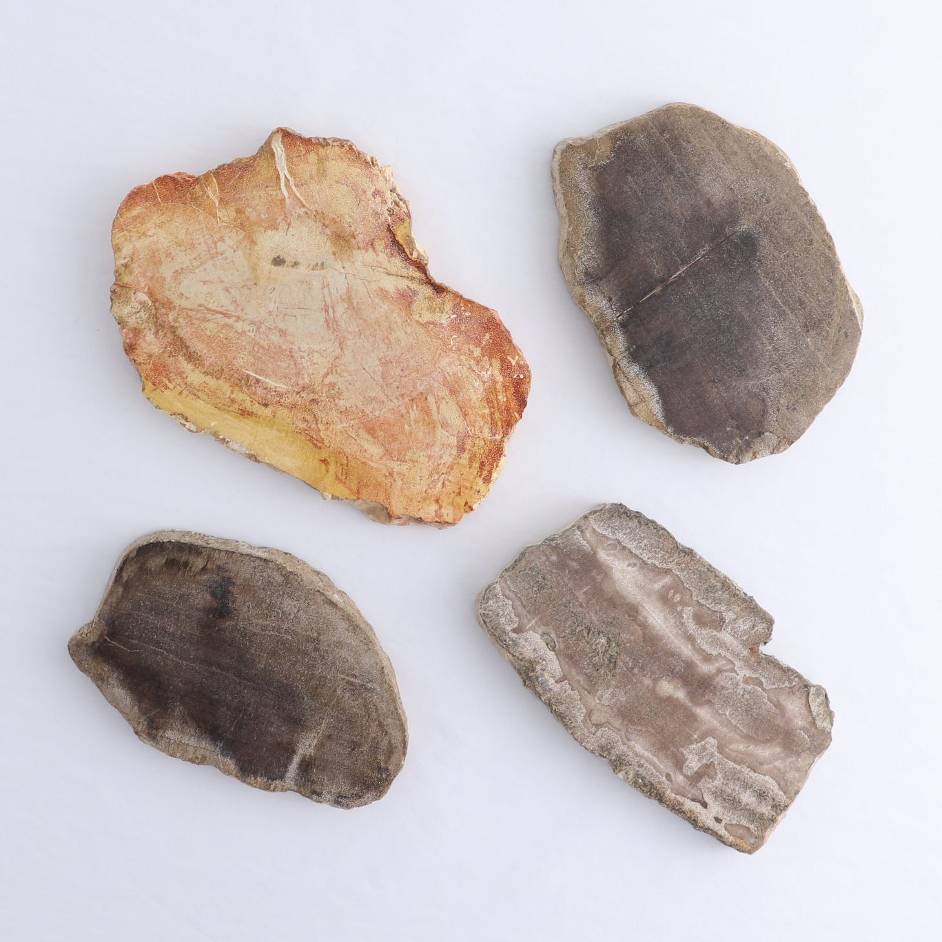 Petrified Wood Slices & Slabs Set of 4