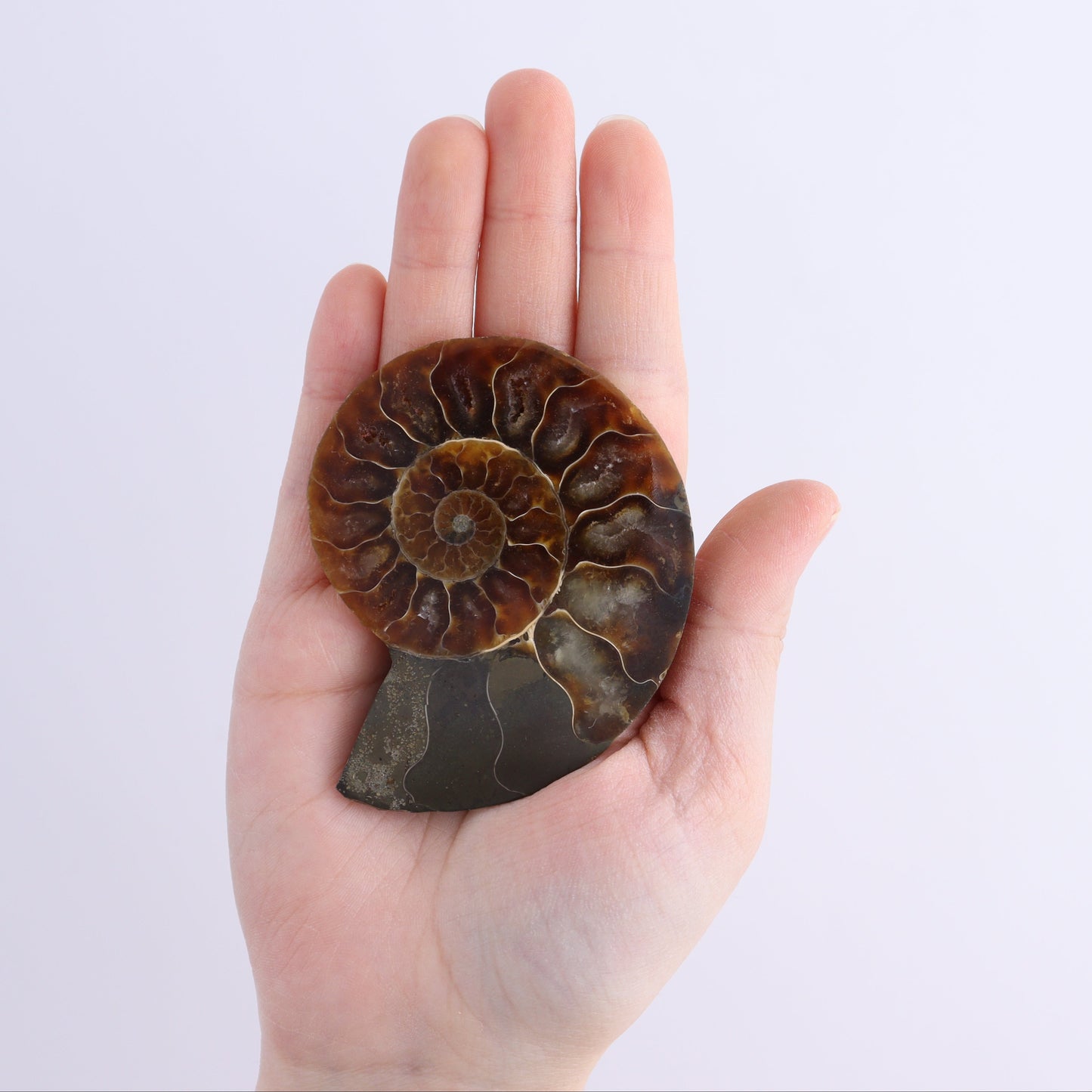 Ammonite Shells Set of 8 - Expert Wholesale and Supplier of Wholesale Crystals & Bulk Gemstones, ["Ammonite","Madagascar","shells"]