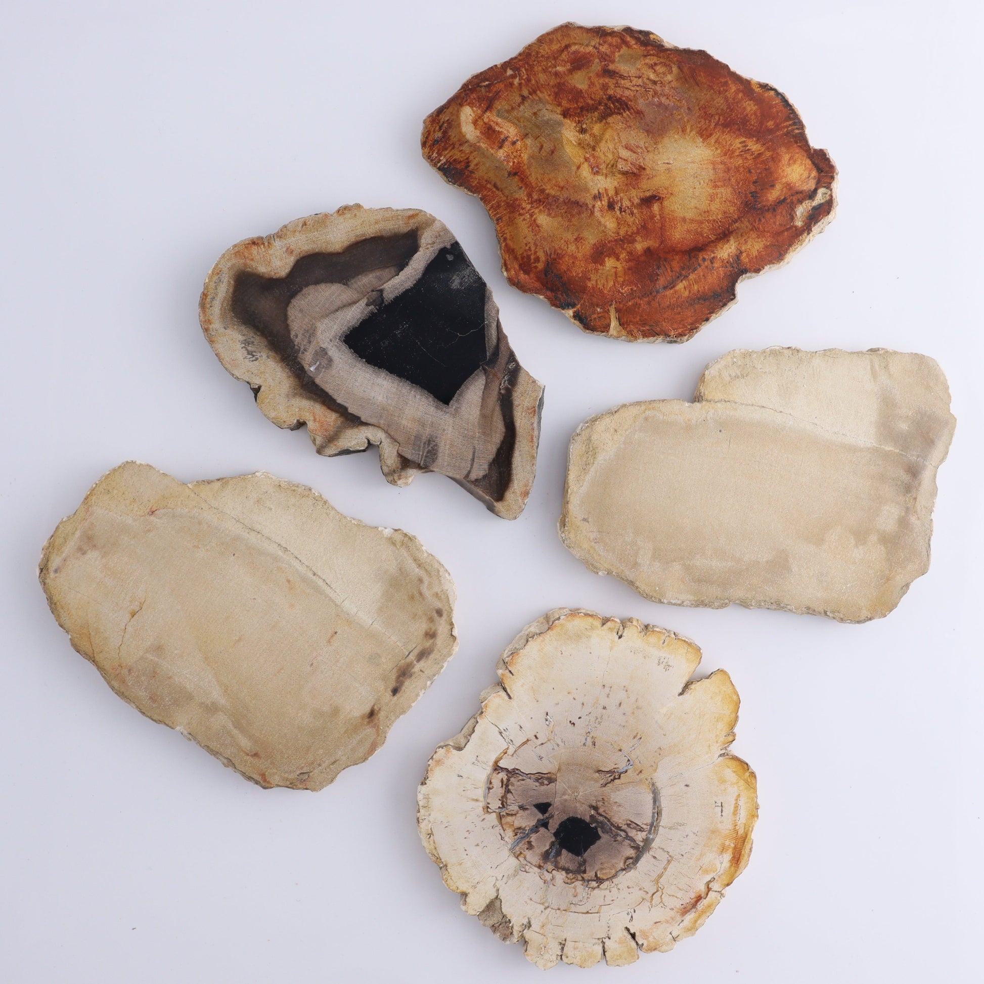 Petrified Wood Slices & Slabs Set of 5 - Expert Wholesale and Supplier of Wholesale Crystals & Bulk Gemstones, ["Freeforms","Indonesia","Petrified Wood","Slices and Slabs"]