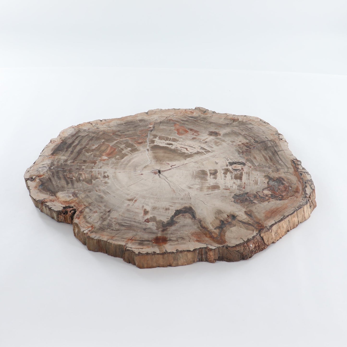 Petrified Wood Slab