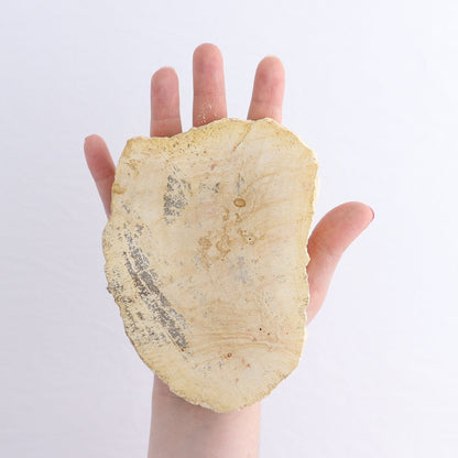 Petrified Wood Slices & Slabs Set of 5