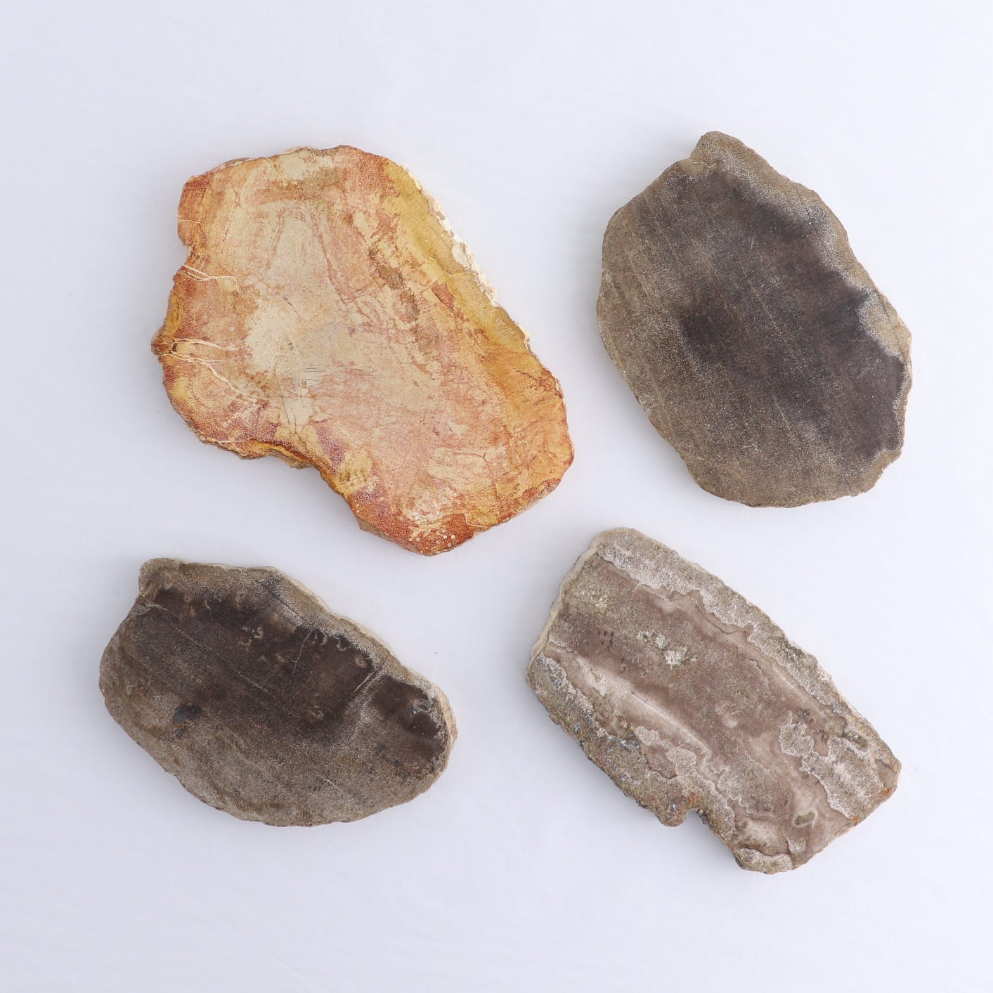 Petrified Wood Slices & Slabs Set of 4