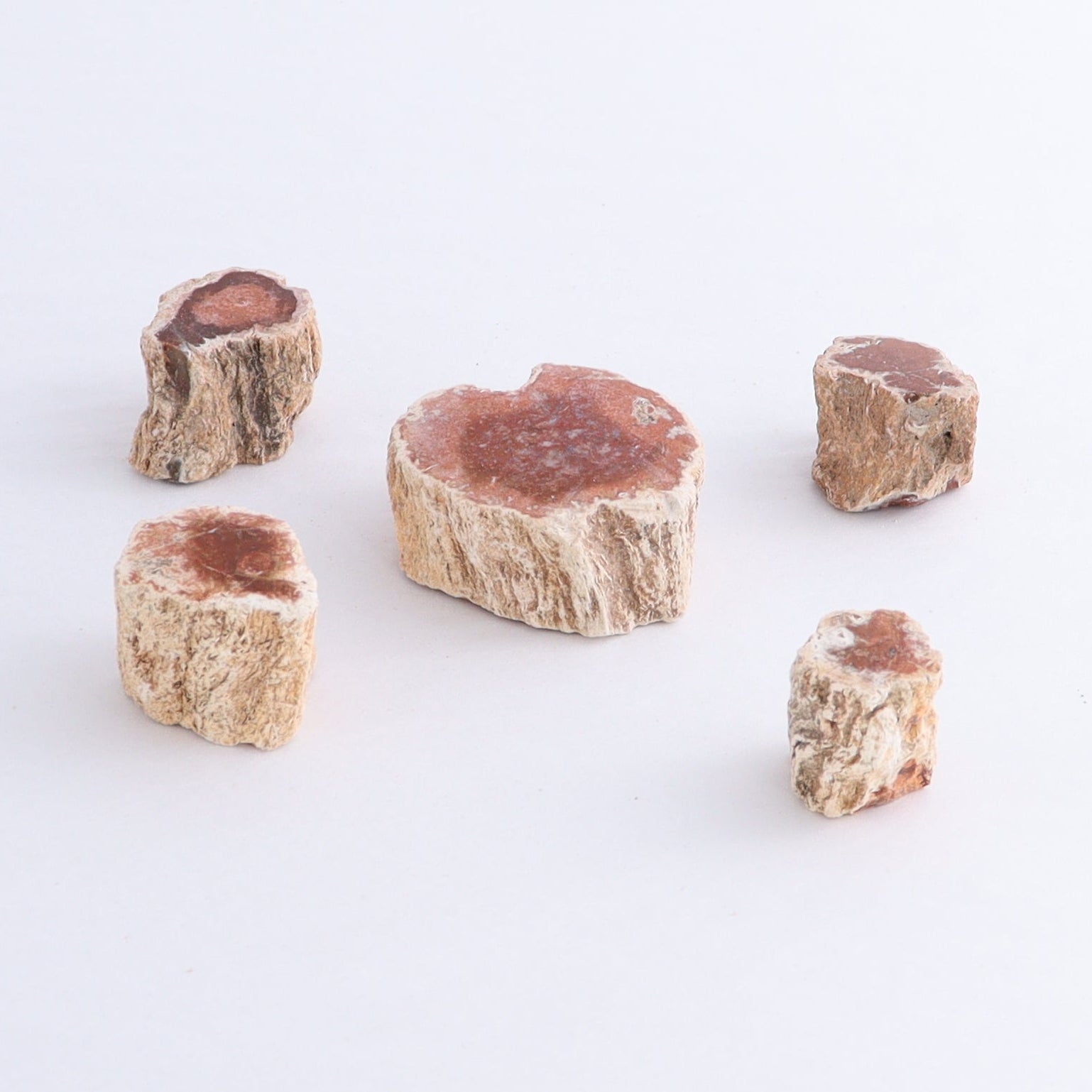 Petrified Wood Cut Bases Set of 30 - Expert Wholesale and Supplier of Wholesale Crystals & Bulk Gemstones, ["Cut Base","Petrified Wood"]