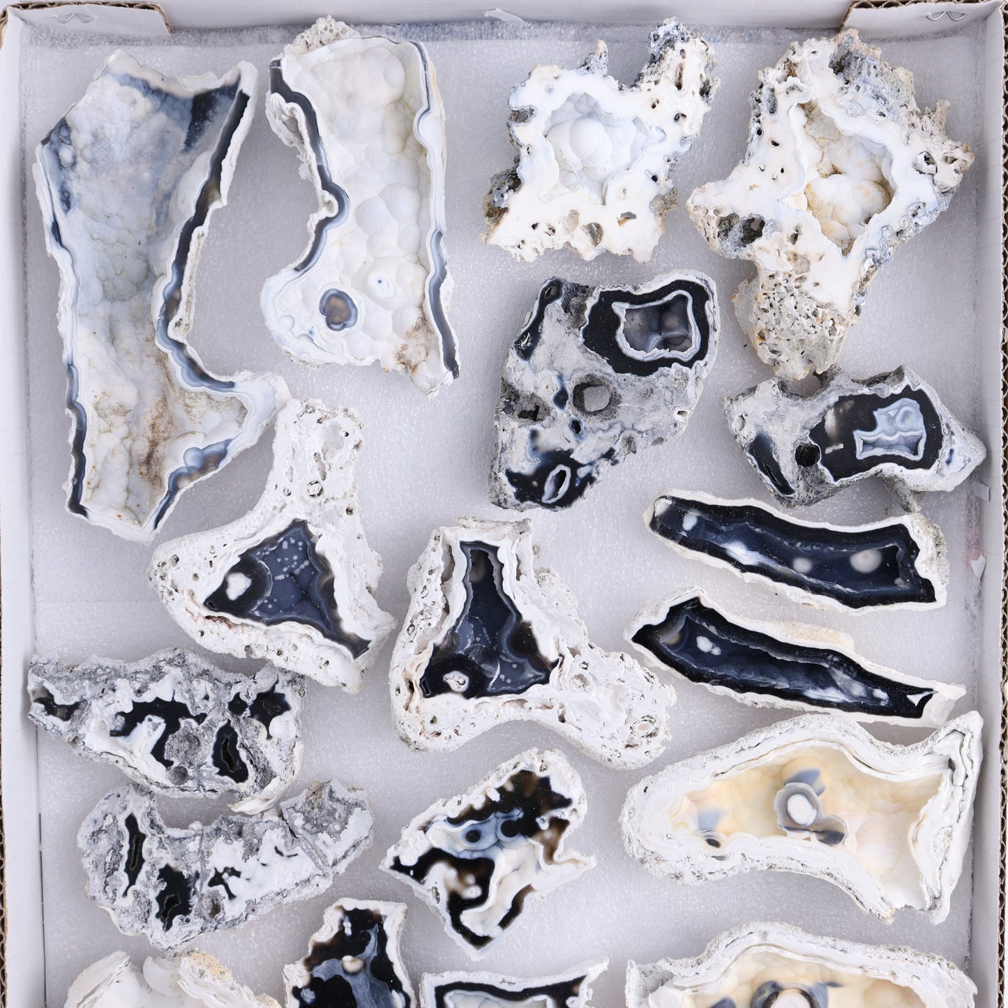 Agatized Coral Flat - Expert Wholesale and Supplier of Wholesale Crystals & Bulk Gemstones, ["Agate","Agatized Coral","Coral","United States"]