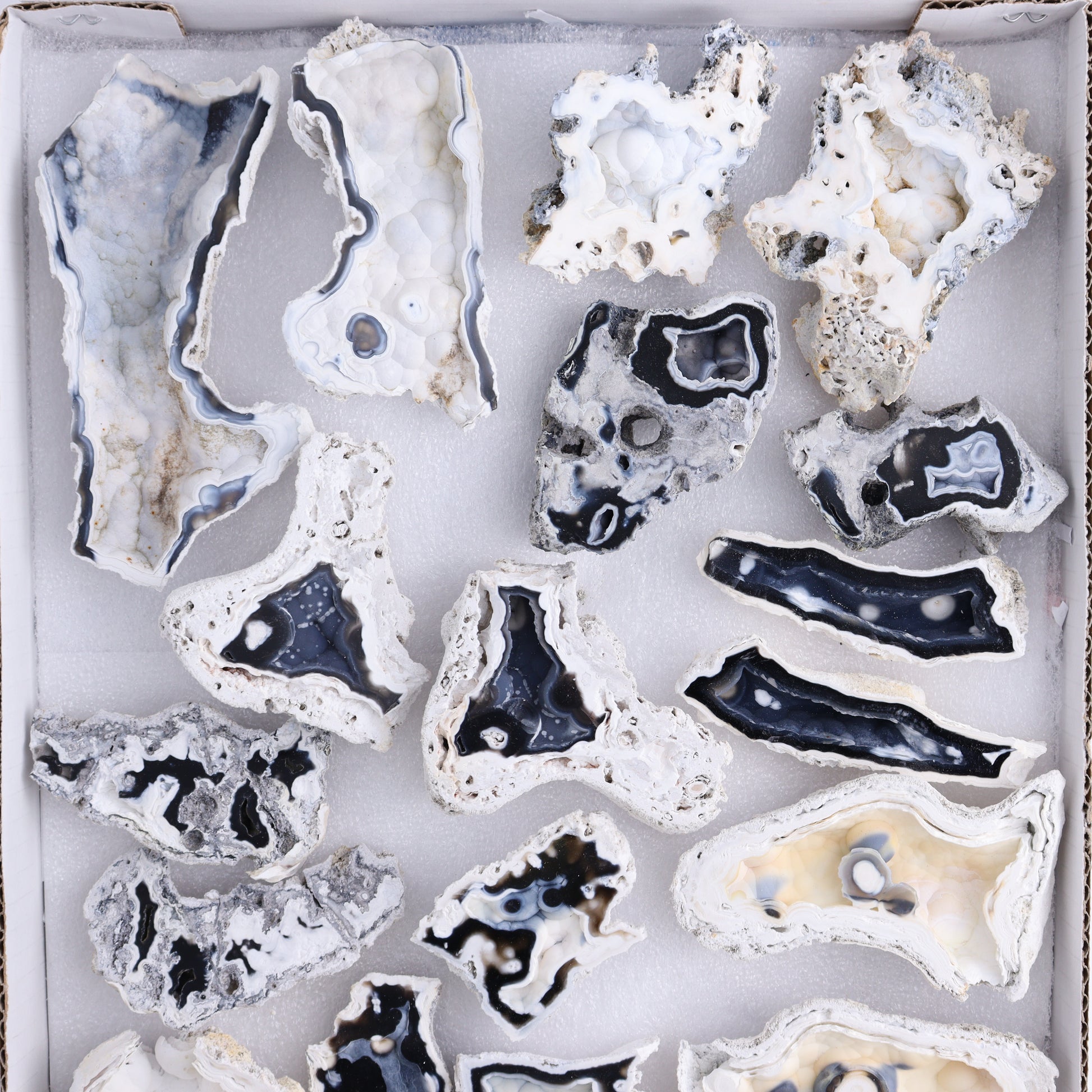 Agatized Coral Flat - Expert Wholesale and Supplier of Wholesale Crystals & Bulk Gemstones, ["Agate","Agatized Coral","Coral","United States"]