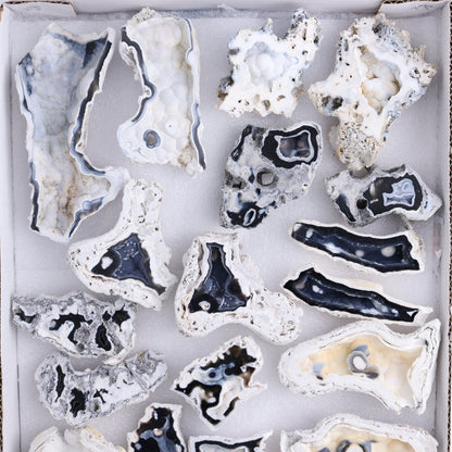Agatized Coral Flat - Expert Wholesale and Supplier of Wholesale Crystals & Bulk Gemstones, ["Agate","Agatized Coral","Coral","United States"]