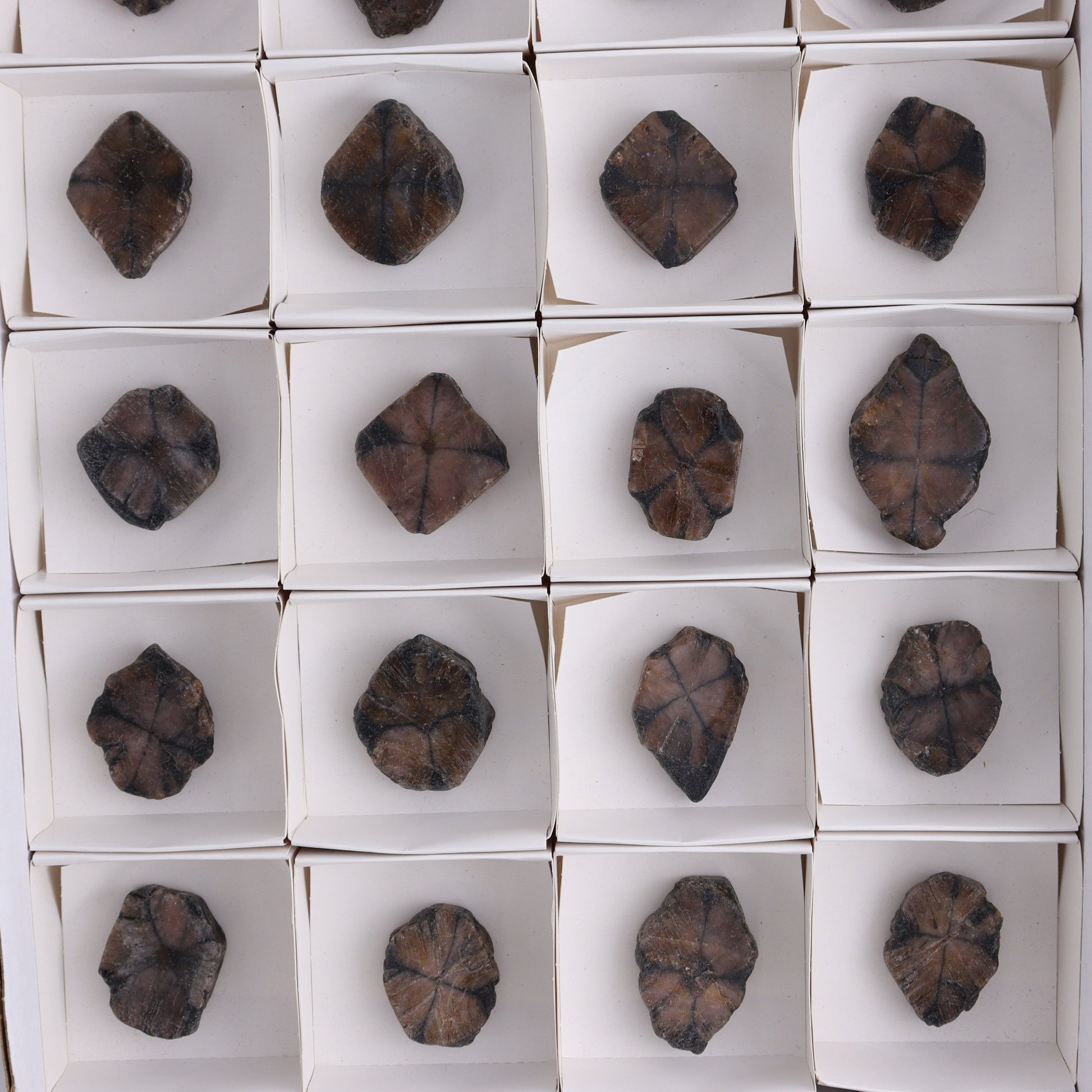 Chiastolite Flat of 24 - Expert Wholesale and Supplier of Wholesale Crystals & Bulk Gemstones, ["chiastolite","China","flat","Flats"]