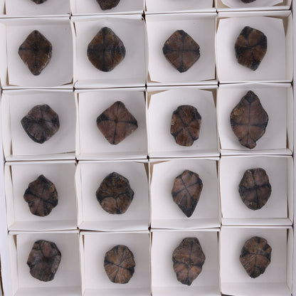 Chiastolite Flat of 24 - Expert Wholesale and Supplier of Wholesale Crystals & Bulk Gemstones, ["chiastolite","China","flat","Flats"]