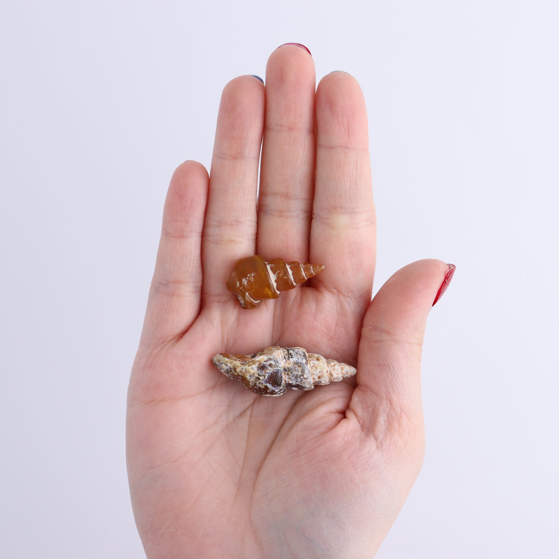 Agate-Replaced Shells Flat of 54 - Expert Wholesale and Supplier of Wholesale Crystals & Bulk Gemstones, ["Agate","Agate Shells","Morocco","shell","shells"]