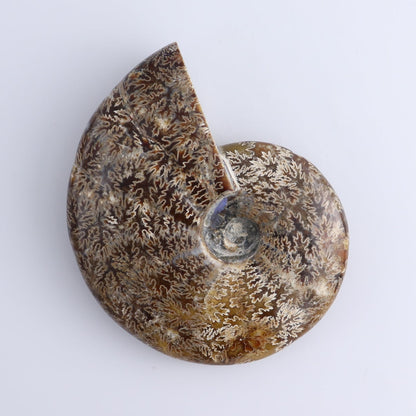 Ammonite Shells Set of 4