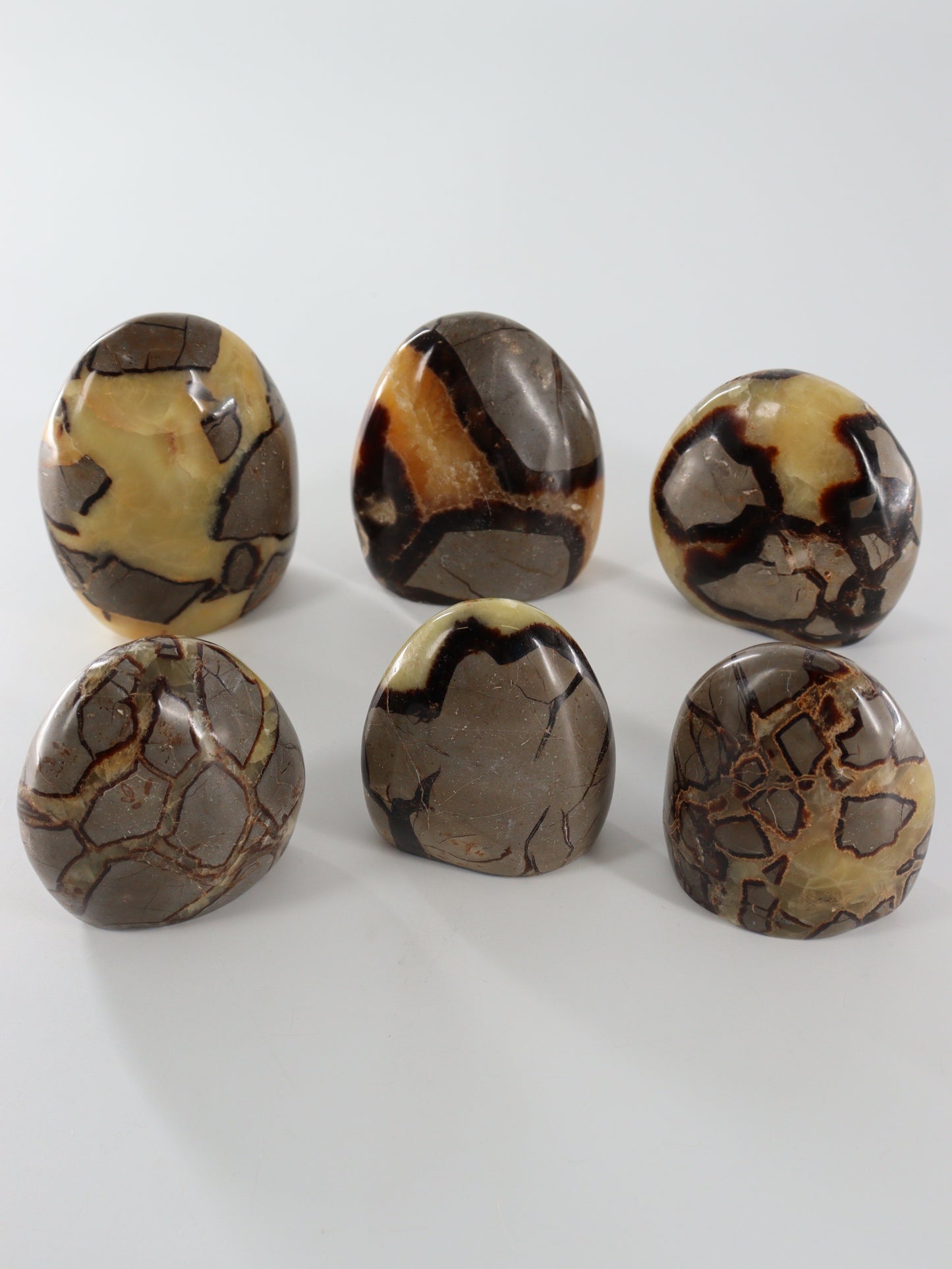 Septarian Freeforms Set of 6 - Expert Wholesale and Supplier of Wholesale Crystals & Bulk Gemstones, []