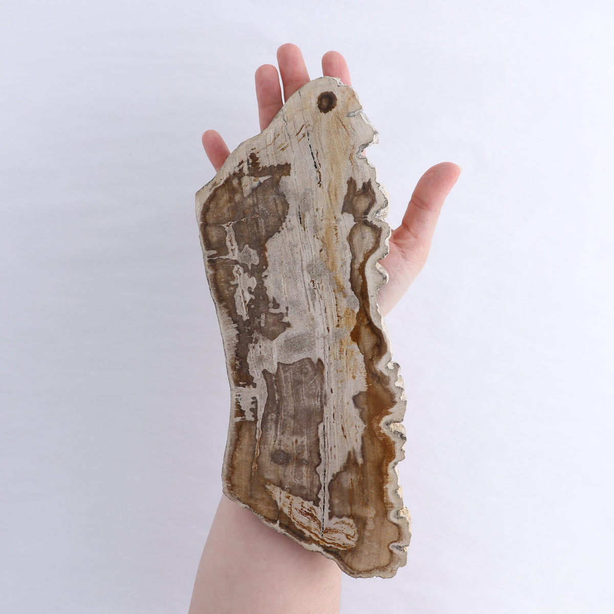 Petrified Wood Slices & Slabs Set of 3