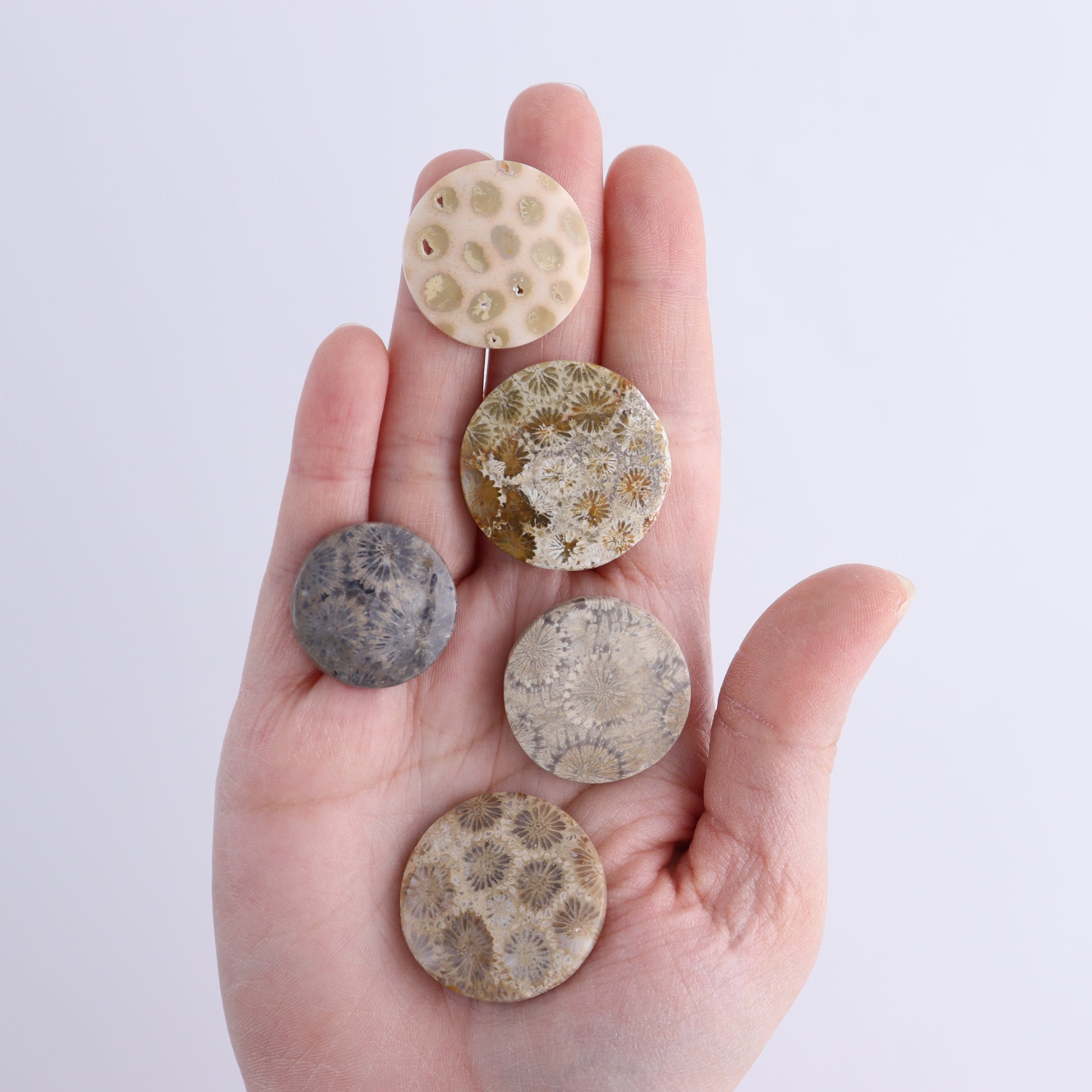 One Fossil Coral Round Cab - Expert Wholesale and Supplier of Wholesale Crystals & Bulk Gemstones, ["Cabs","fossil coral","Round"]