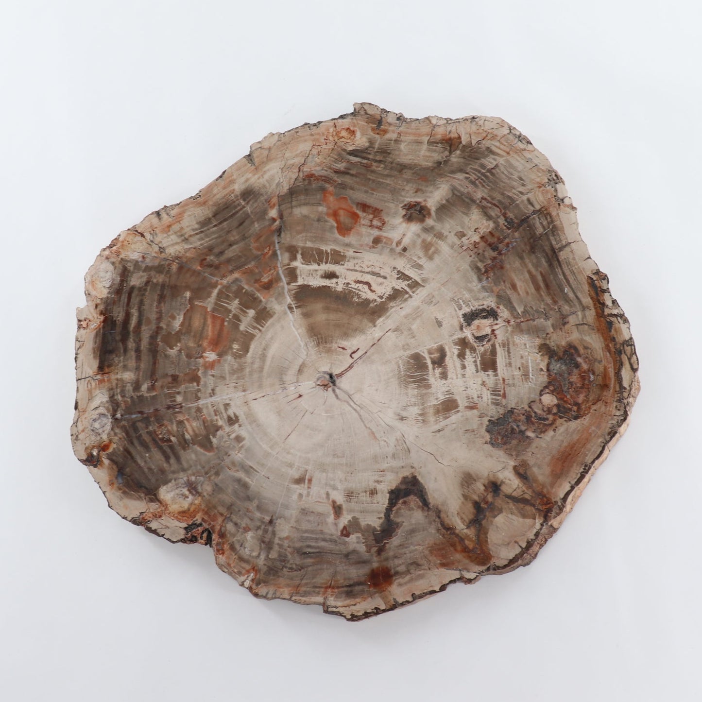 Petrified Wood Slab