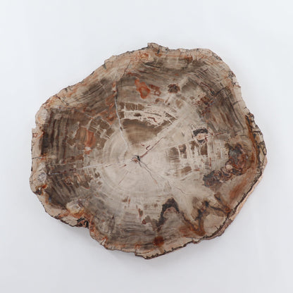 Petrified Wood Slab