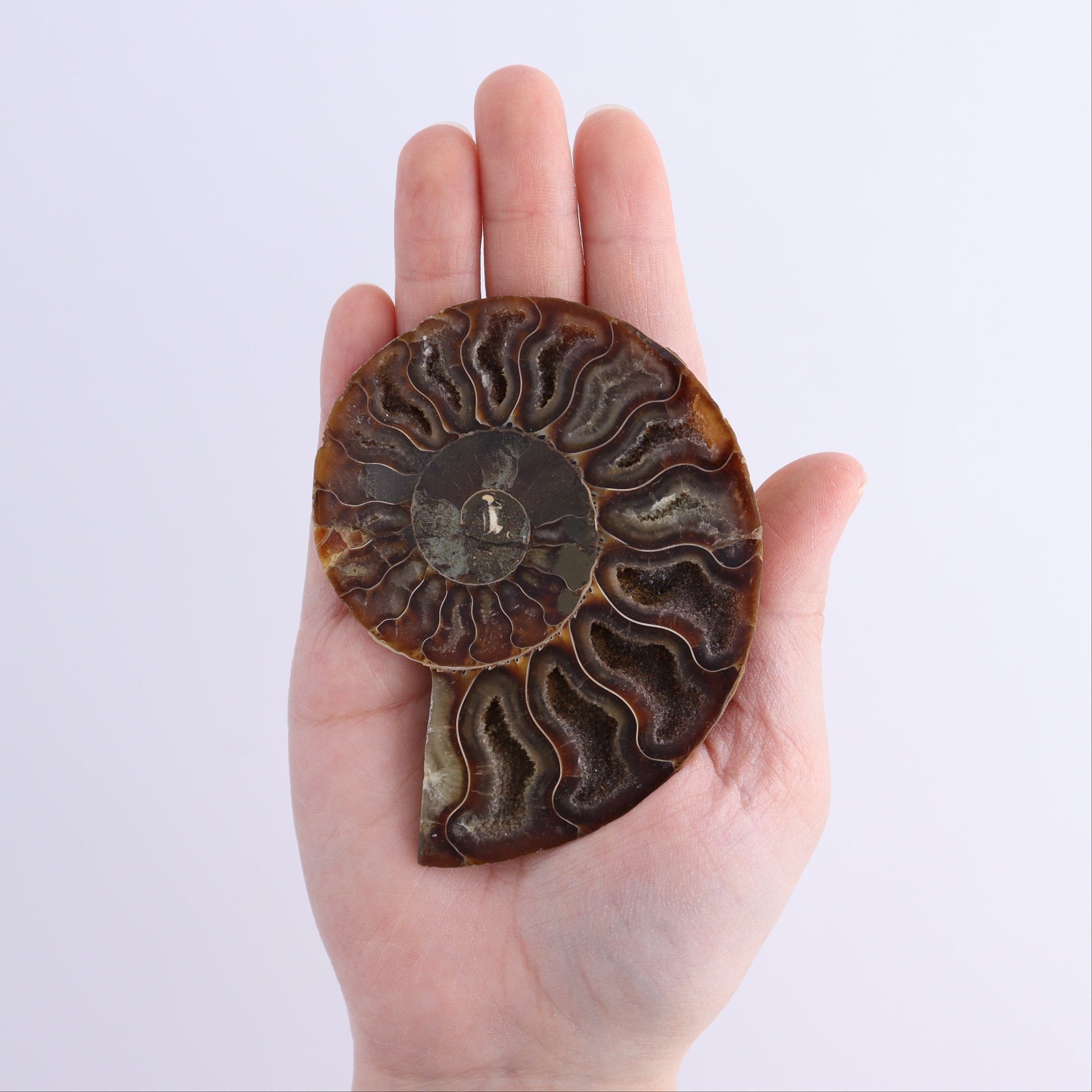 Ammonite Shells Set of 8 - Expert Wholesale and Supplier of Wholesale Crystals & Bulk Gemstones, ["Ammonite","Madagascar","shells"]