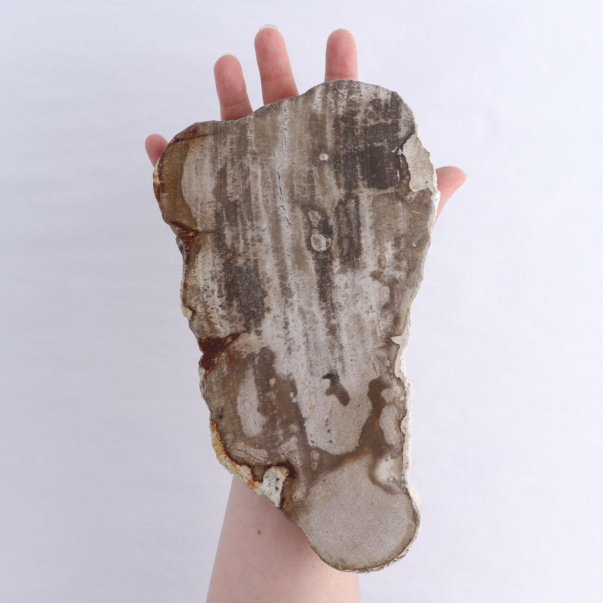 Petrified Wood Slices & Slabs Set of 3
