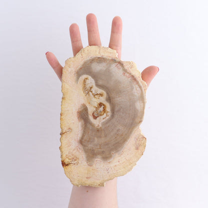 Petrified Wood Slices & Slabs Set of 5