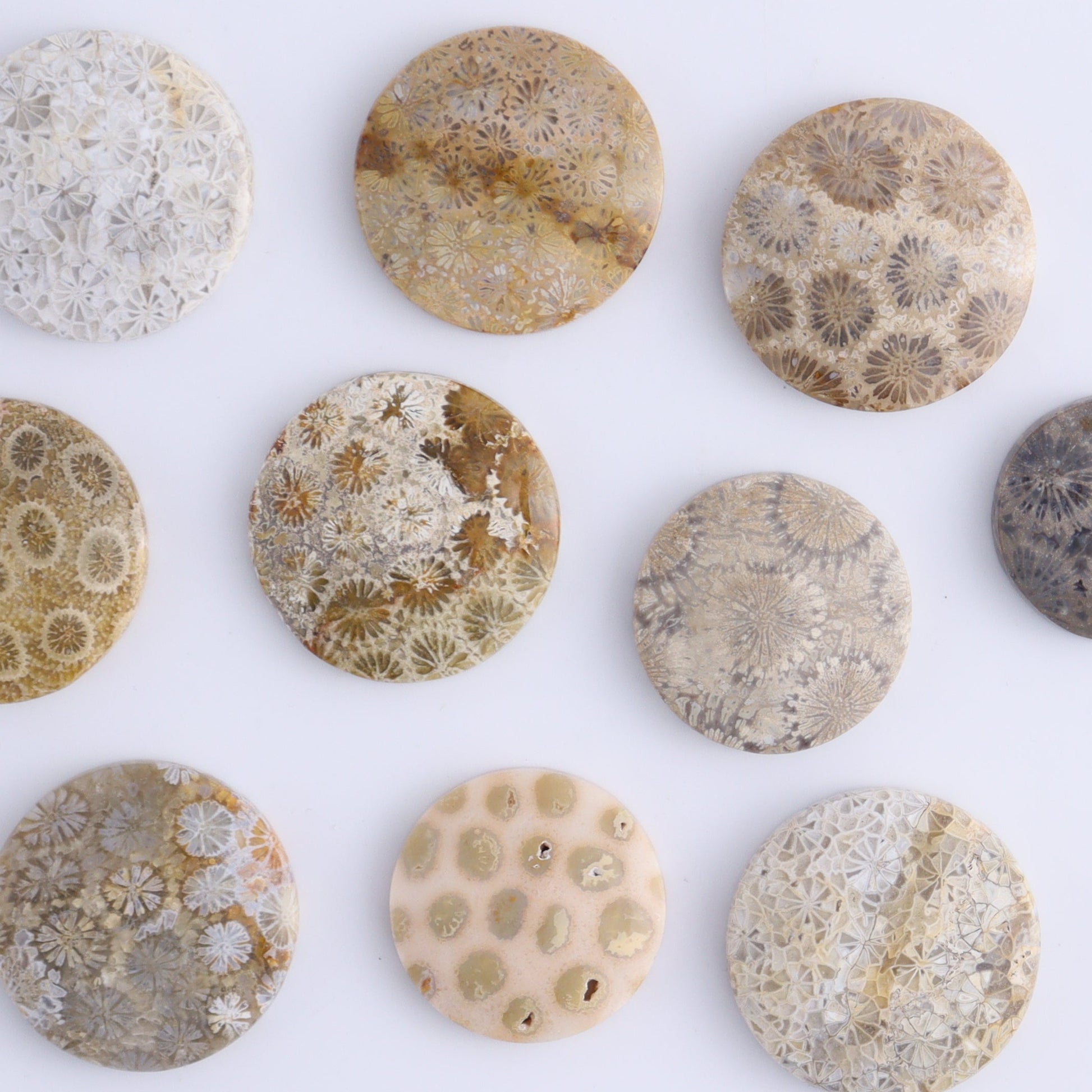 One Fossil Coral Round Cab - Expert Wholesale and Supplier of Wholesale Crystals & Bulk Gemstones, ["Cabs","fossil coral","Round"]