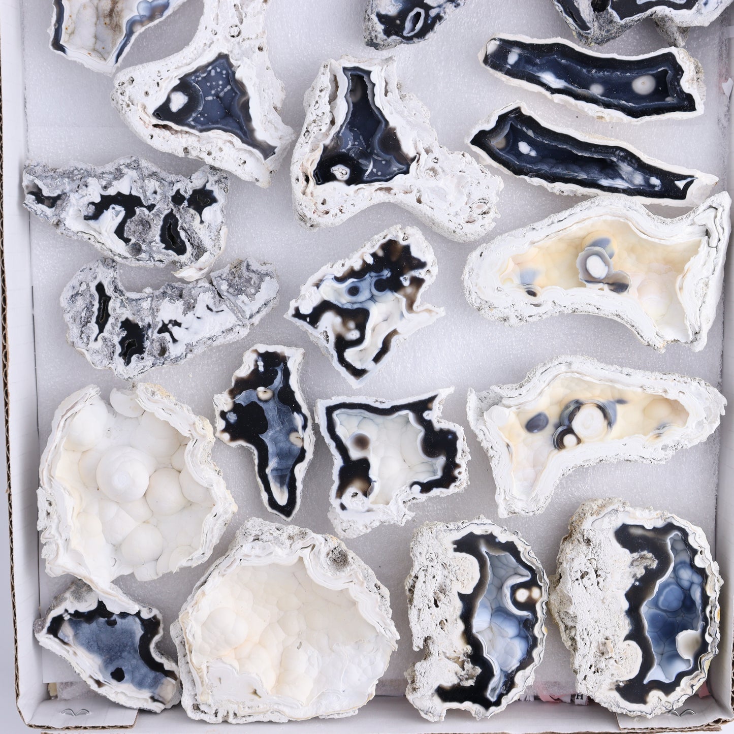 Agatized Coral Flat - Expert Wholesale and Supplier of Wholesale Crystals & Bulk Gemstones, ["Agate","Agatized Coral","Coral","United States"]