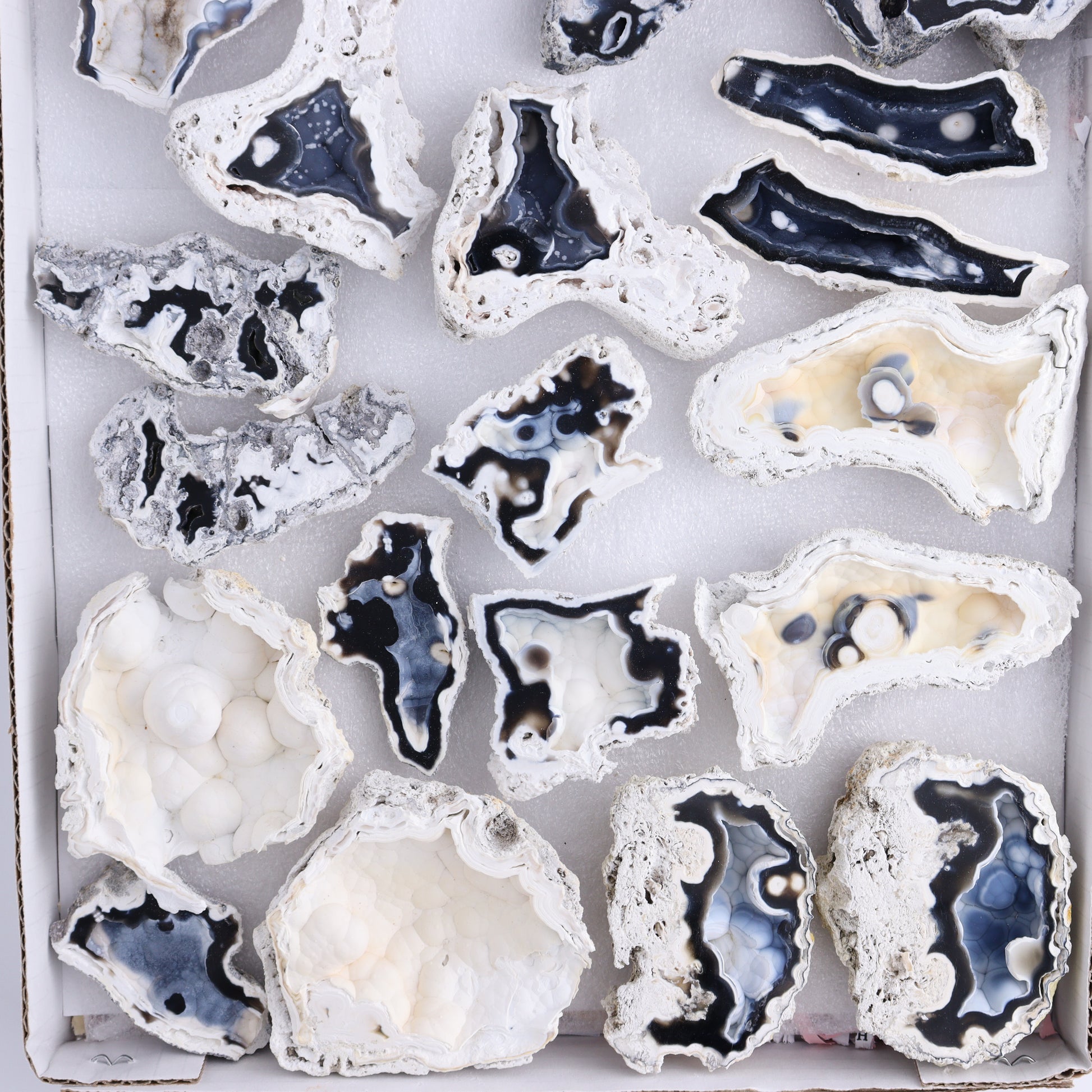Agatized Coral Flat - Expert Wholesale and Supplier of Wholesale Crystals & Bulk Gemstones, ["Agate","Agatized Coral","Coral","United States"]