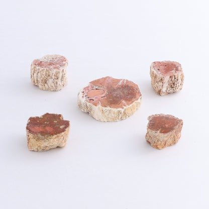 Petrified Wood Cut Bases Set of 30 - Expert Wholesale and Supplier of Wholesale Crystals & Bulk Gemstones, ["Cut Base","Petrified Wood"]