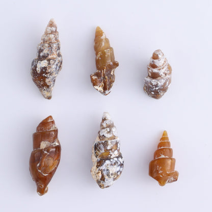 Agate-Replaced Shells Flat of 54 - Expert Wholesale and Supplier of Wholesale Crystals & Bulk Gemstones, ["Agate","Agate Shells","Morocco","shell","shells"]