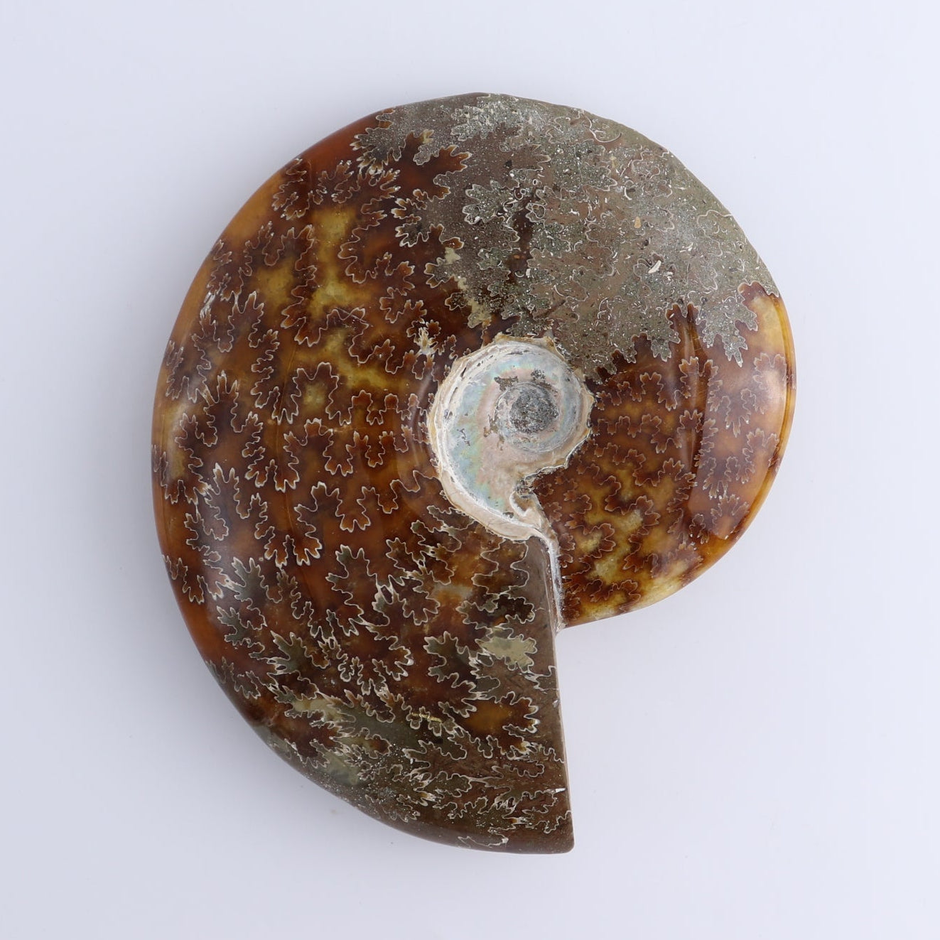 Ammonite Shells Set of 4